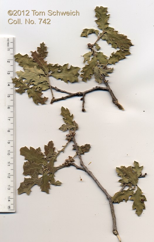 Fagaceae Quercus