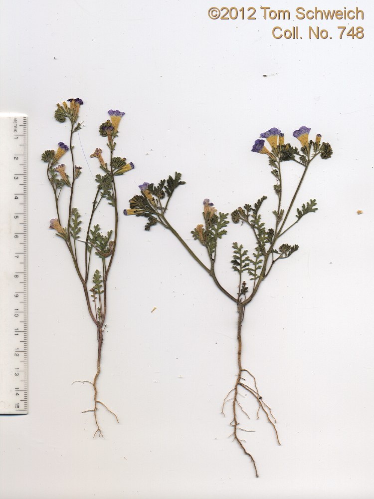 Boraginaceae Phacelia bicolor