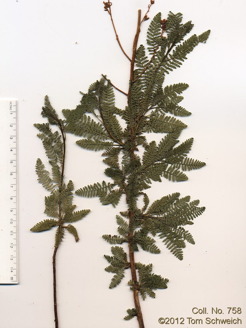 Rosaceae Chamaebatiaria millefolium