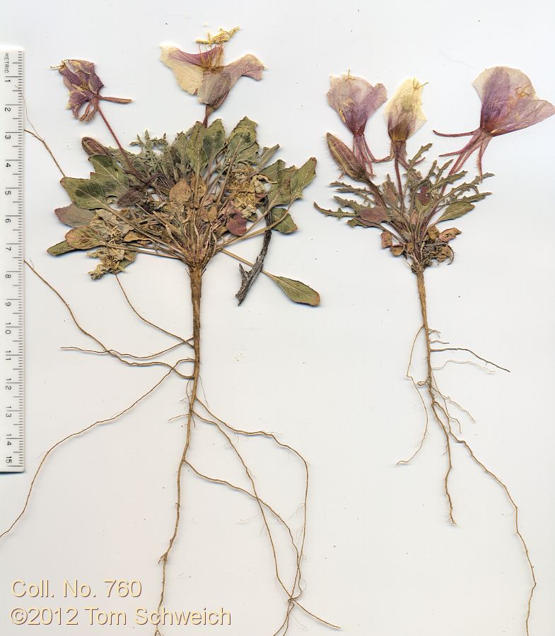 Onagraceae Camissonia cespitosa marginata