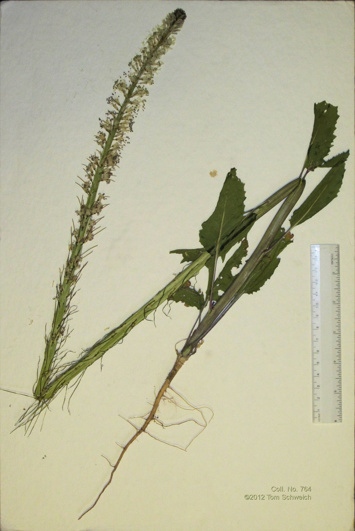 Brassicaceae Thelypodium milleflorum
