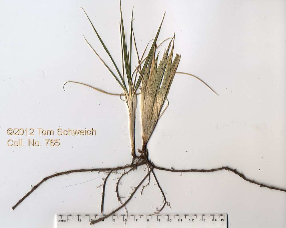 Poaceae Distichlis spicata