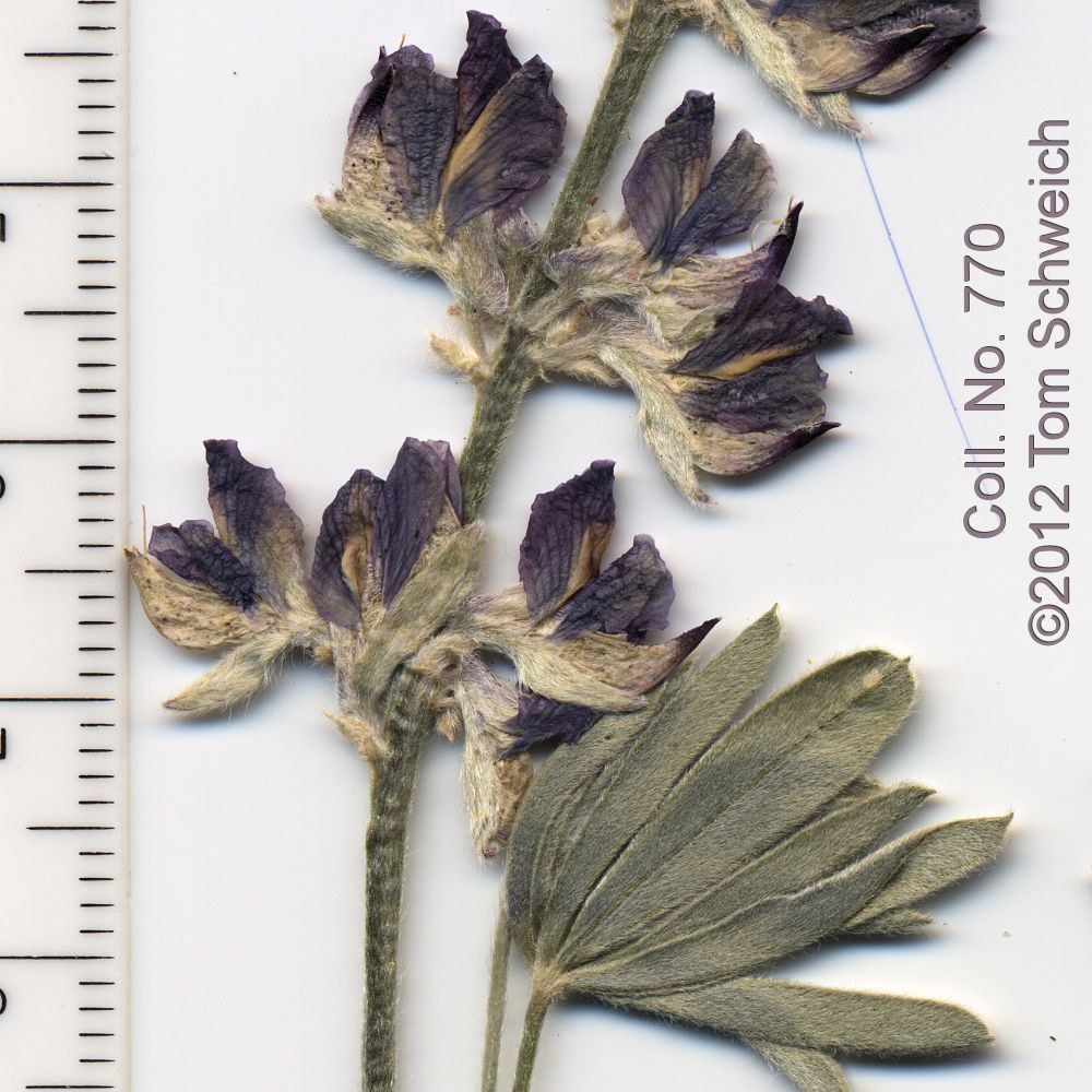 Fabaceae Lupinus argenteus montigenus