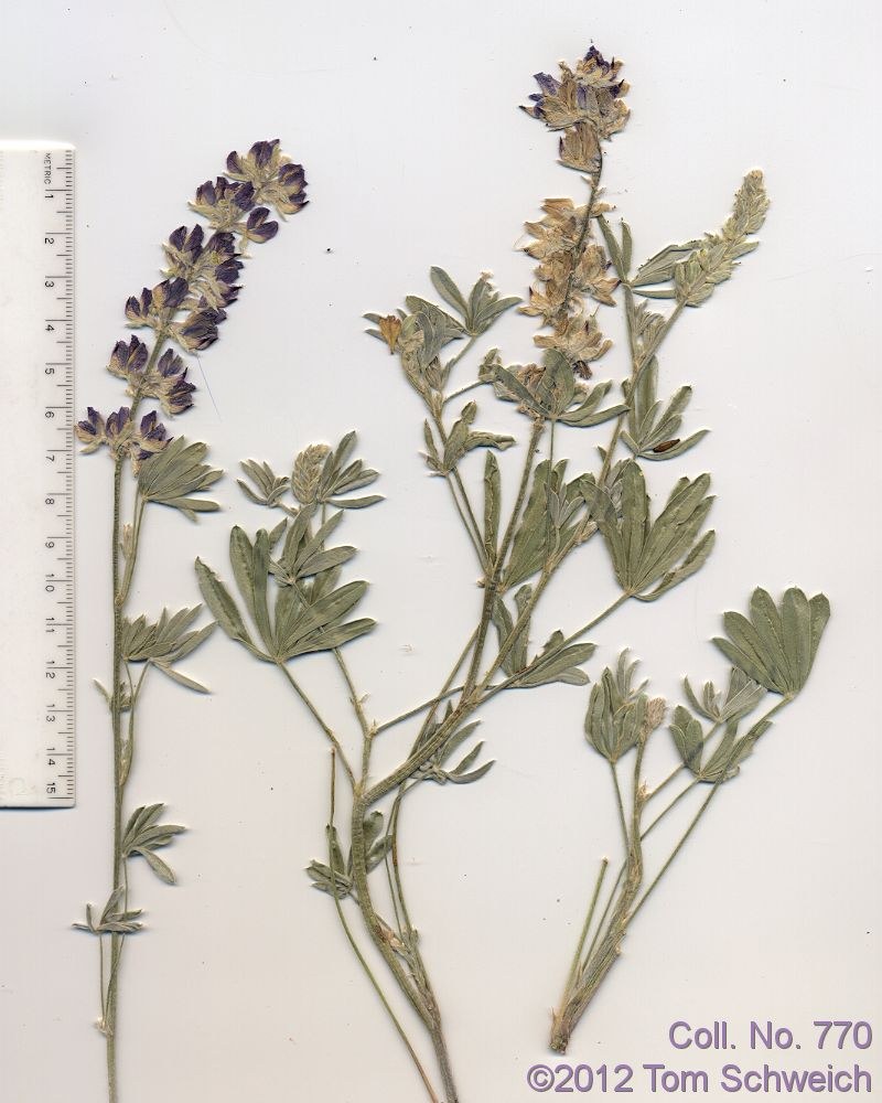 Fabaceae Lupinus argenteus montigenus