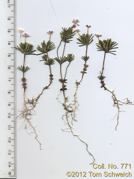 Polemoniaceae Leptosiphon ciliatus