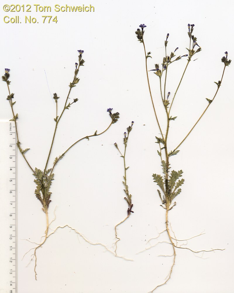 Polemoniaceae Gilia brecciarum brecciarum