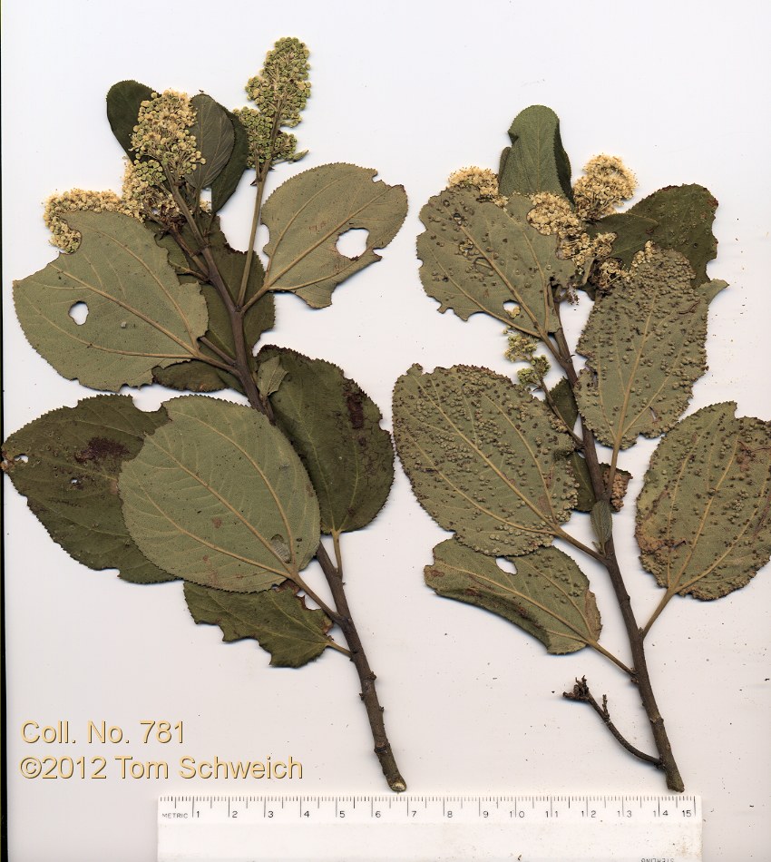 Rhamnaceae Ceanothus velutinus