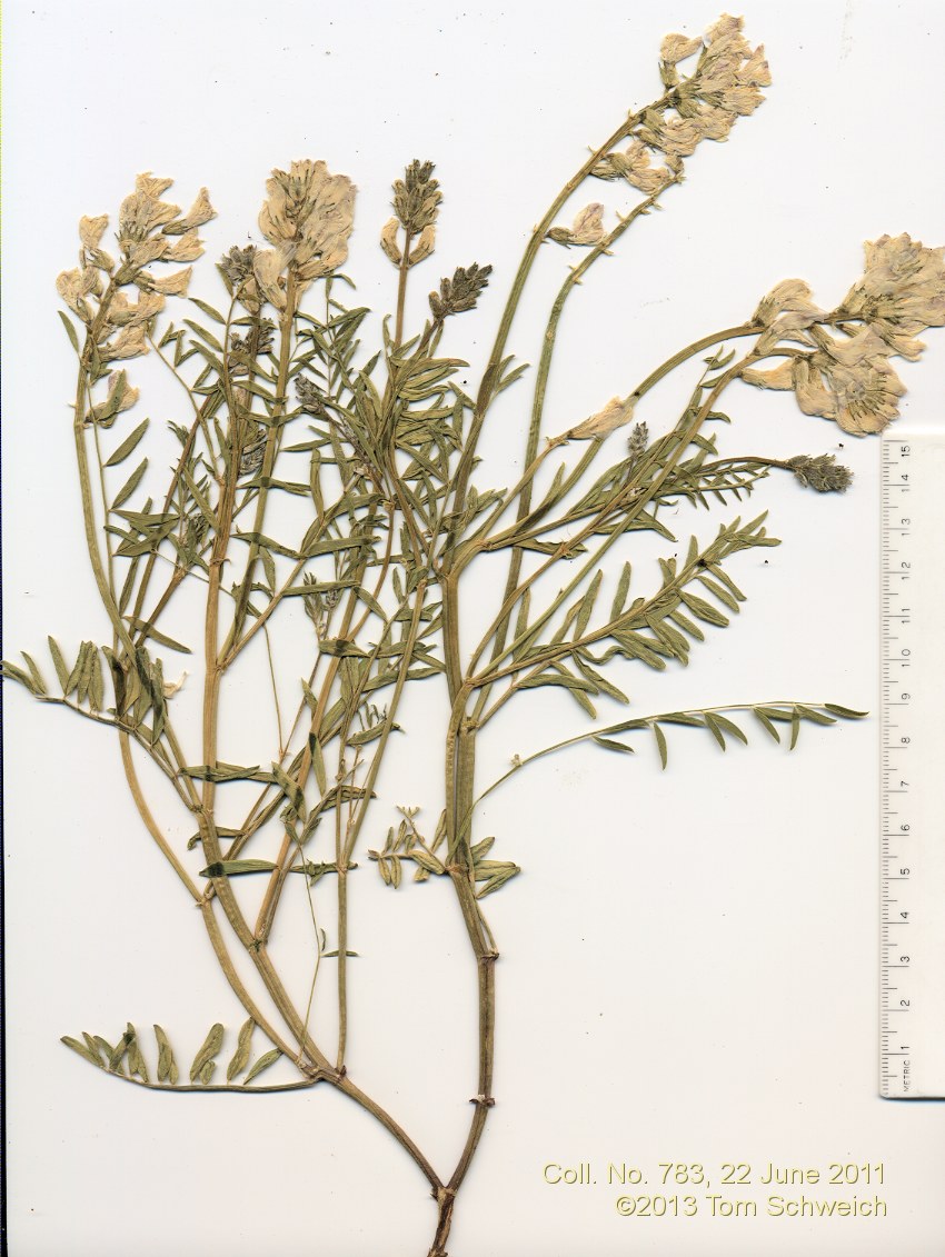Fabaceae Astragalus whitneyi whitneyi