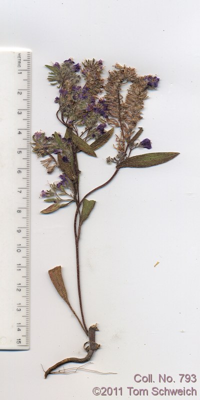 Boraginaceae Phacelia humilis humilis