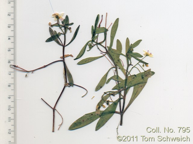 Portulacaceae Montia chamissoi