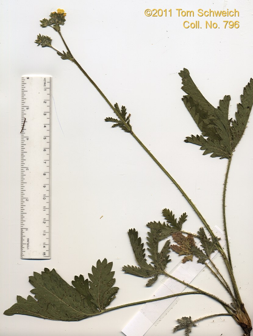 Rosaceae Potentilla gracilis fastigiata