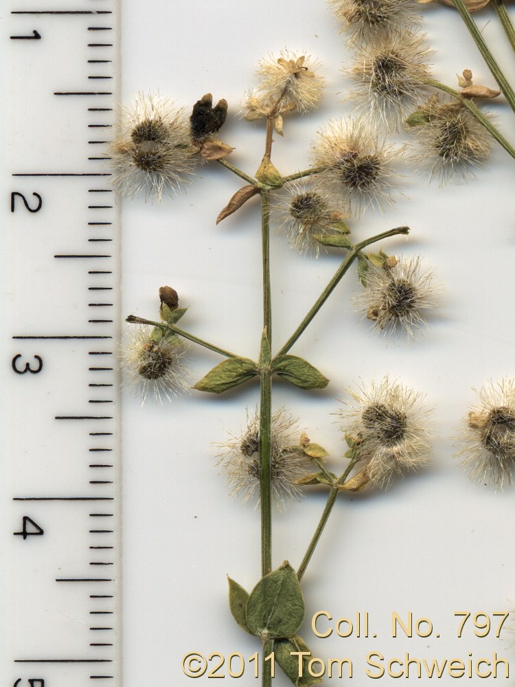 Rubiaceae Galium multiflorum