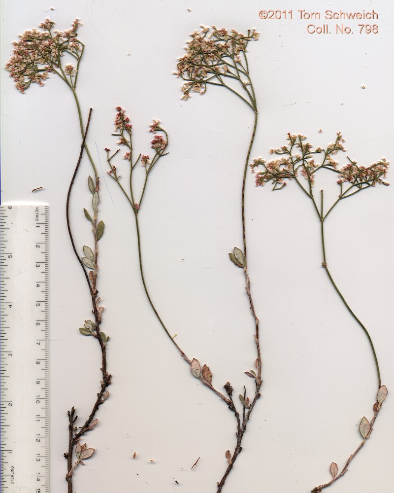 Polygonaceae Eriogonum microthecum laxiflorum