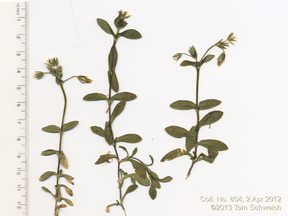 Caryophyllaceae Stellaria media