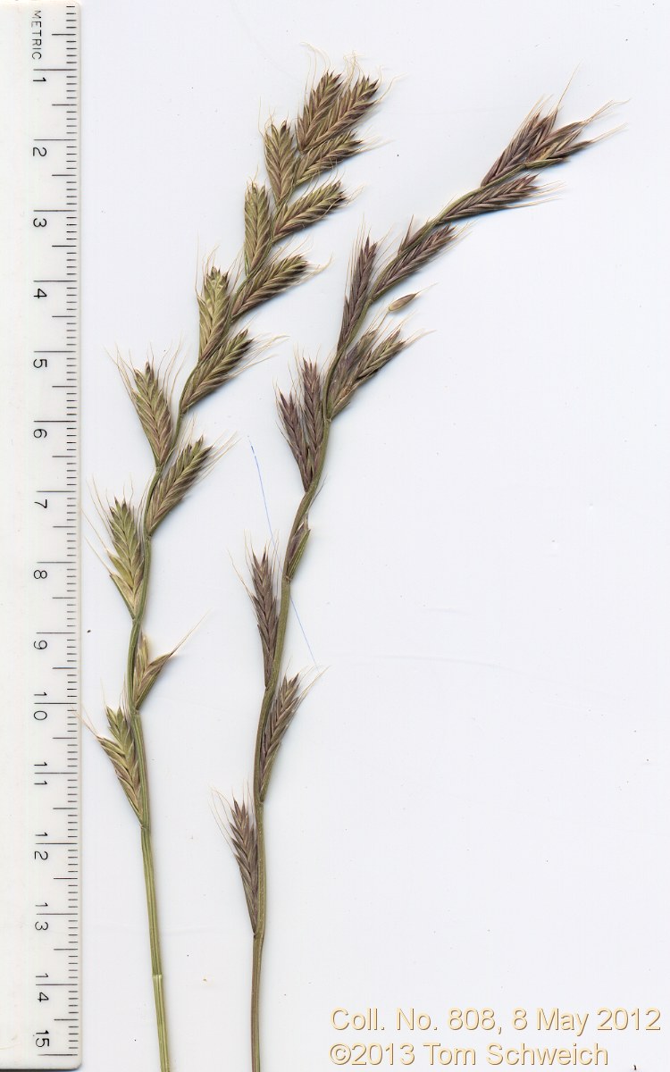 Poaceae Festuca perennis