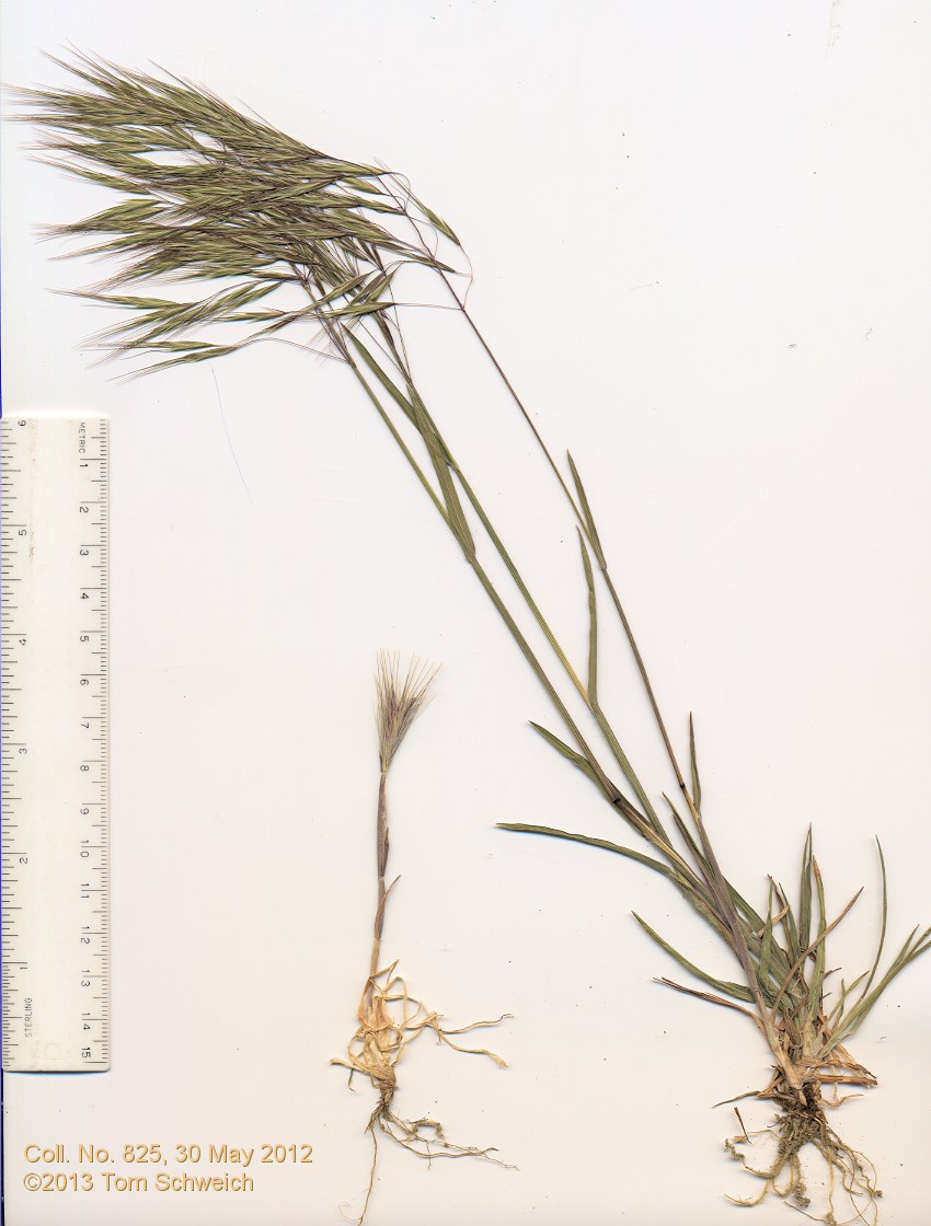 Poaceae Bromus tectorum