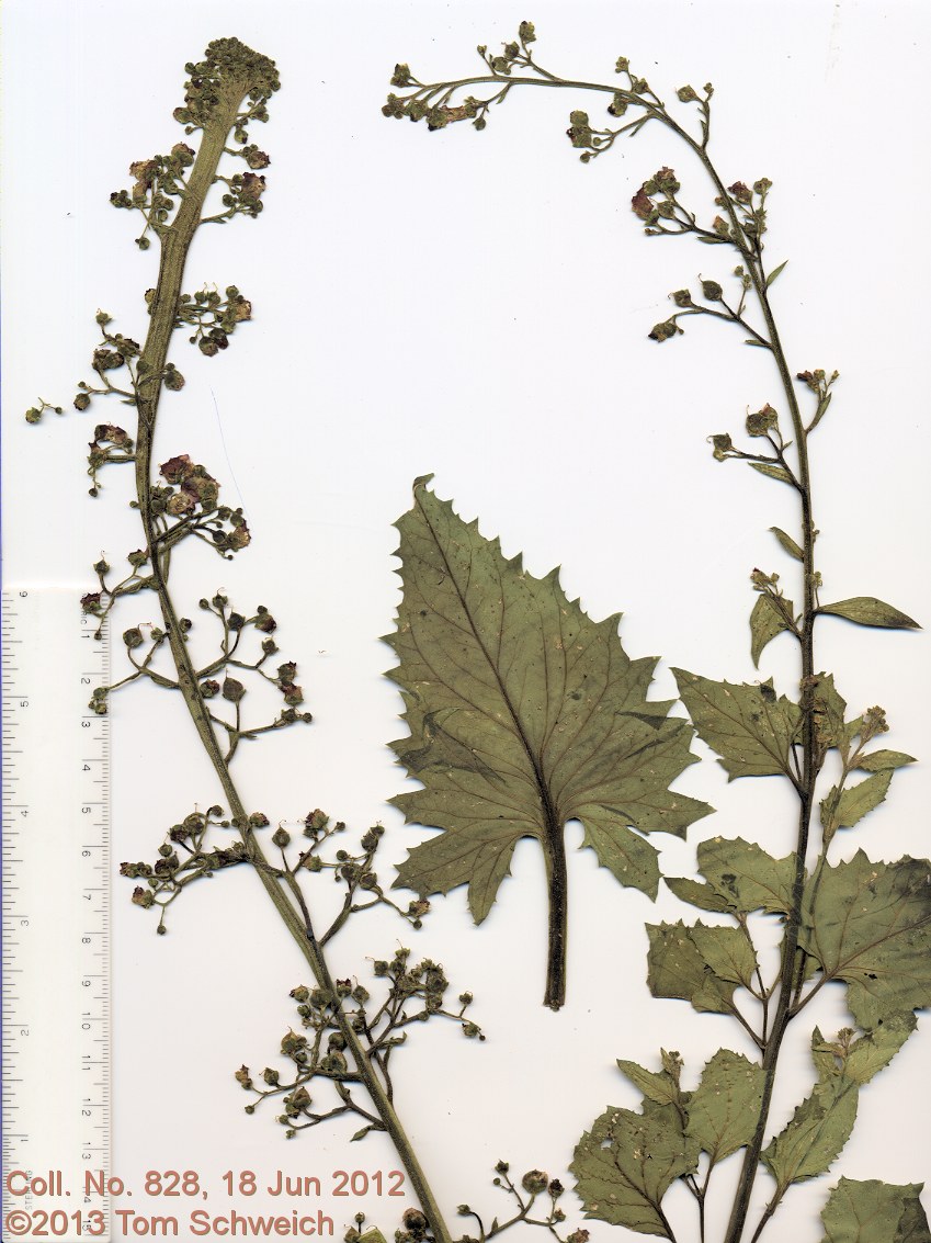 Scrophulariaceae Scrophularia desertorum
