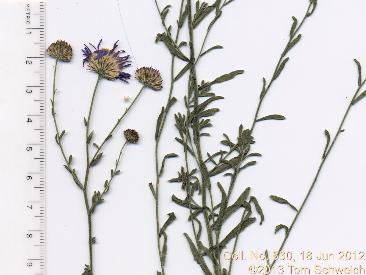 Asteraceae Symphyotrichum campestre