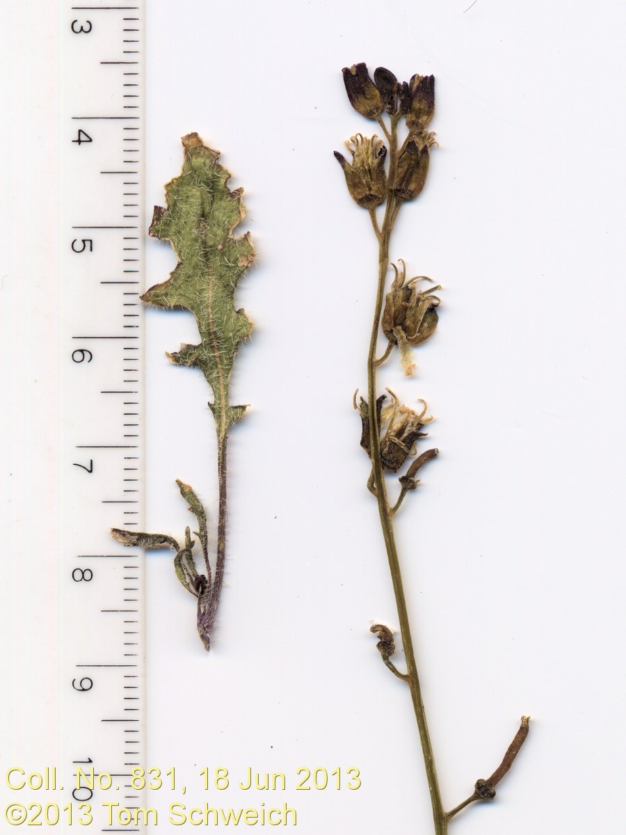 Brassicaceae Caulanthus sierrae