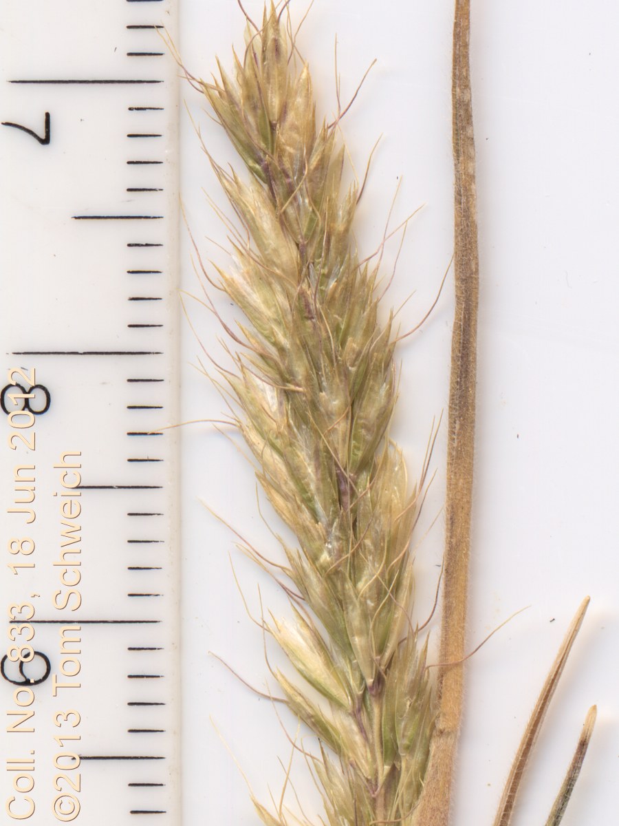 Poaceae Trisetum spicatum