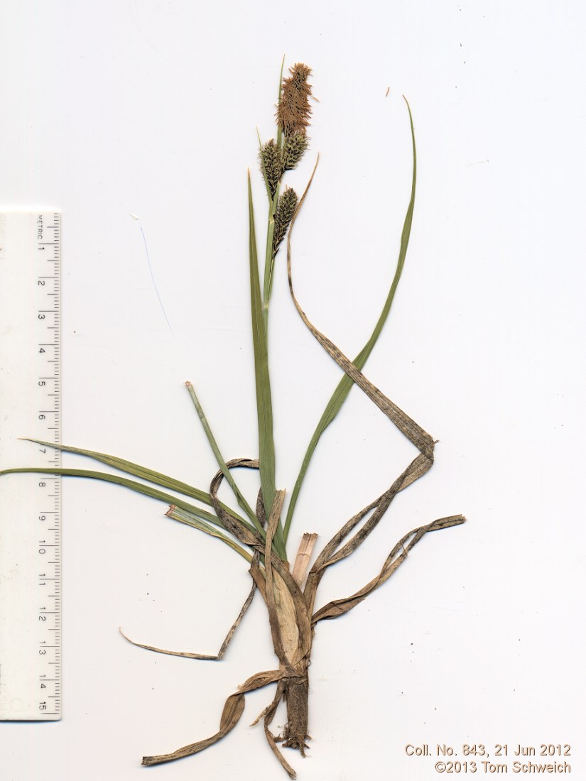 Cyperaceae Carex aquatilis aquatilis
