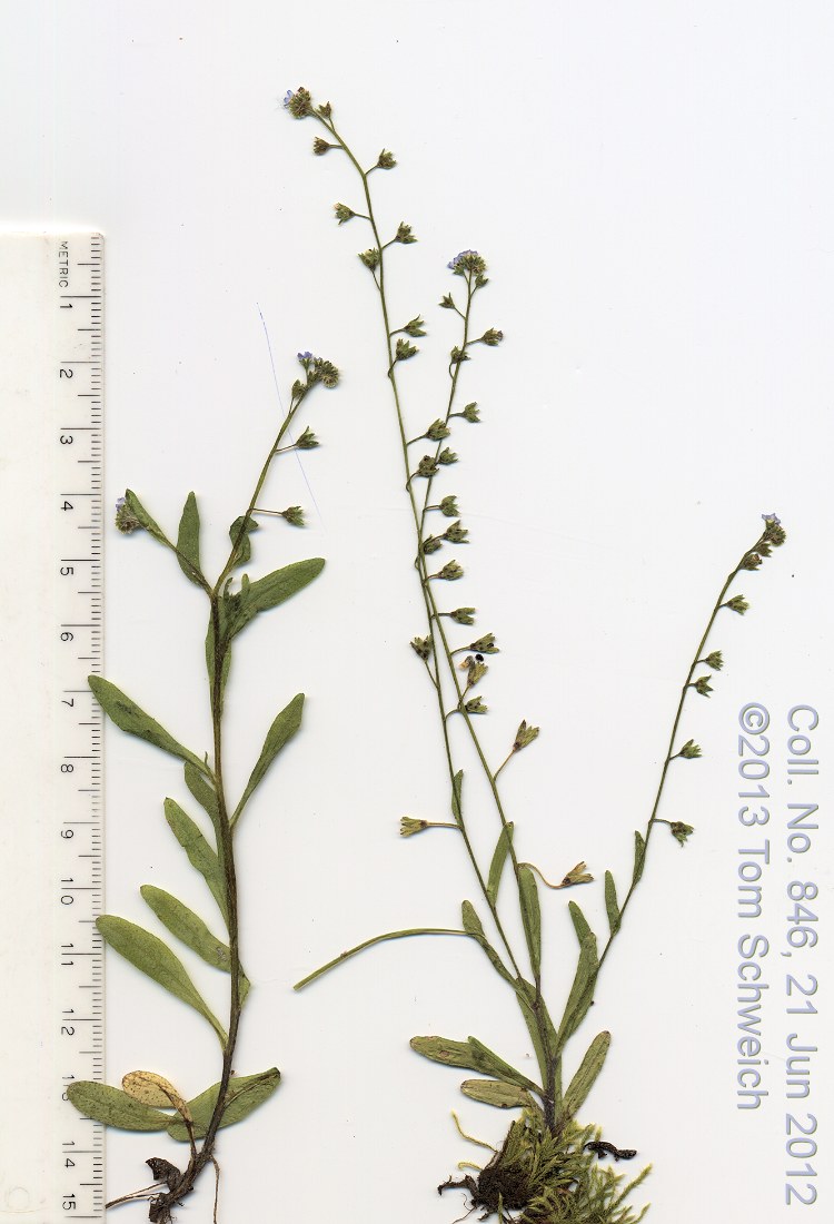 Boraginaceae Myosotis laxa
