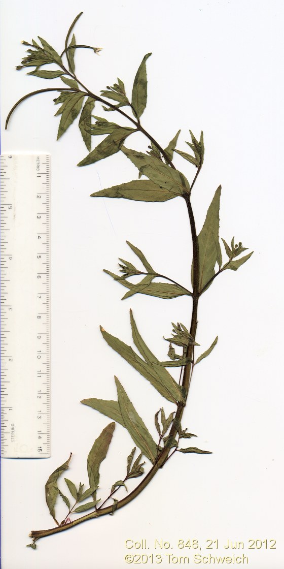 Onagraceae Epilobium ciliatum ciliatum