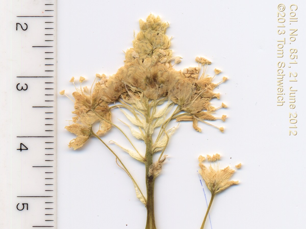 Themidaceae Muilla transmontana