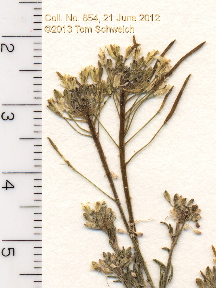 Brassicaceae Descurainia sophia