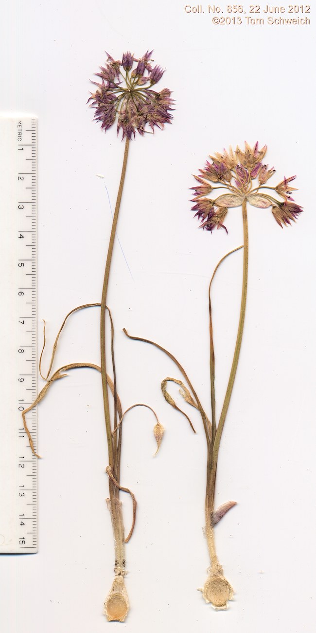 Alliaceae Allium bisceptrum