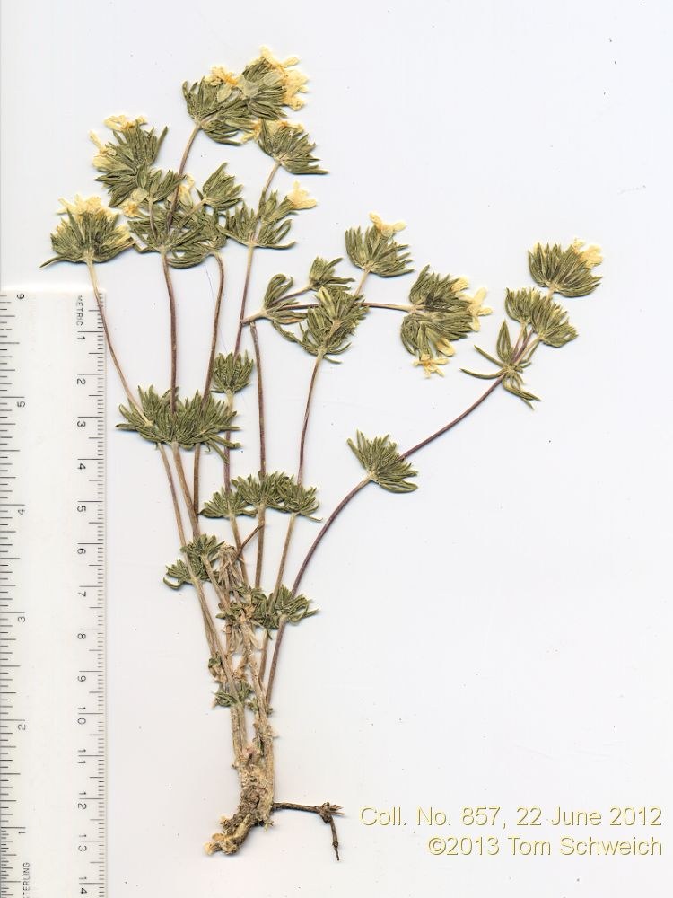 Polemoniaceae Leptosiphon nuttallii pubescens
