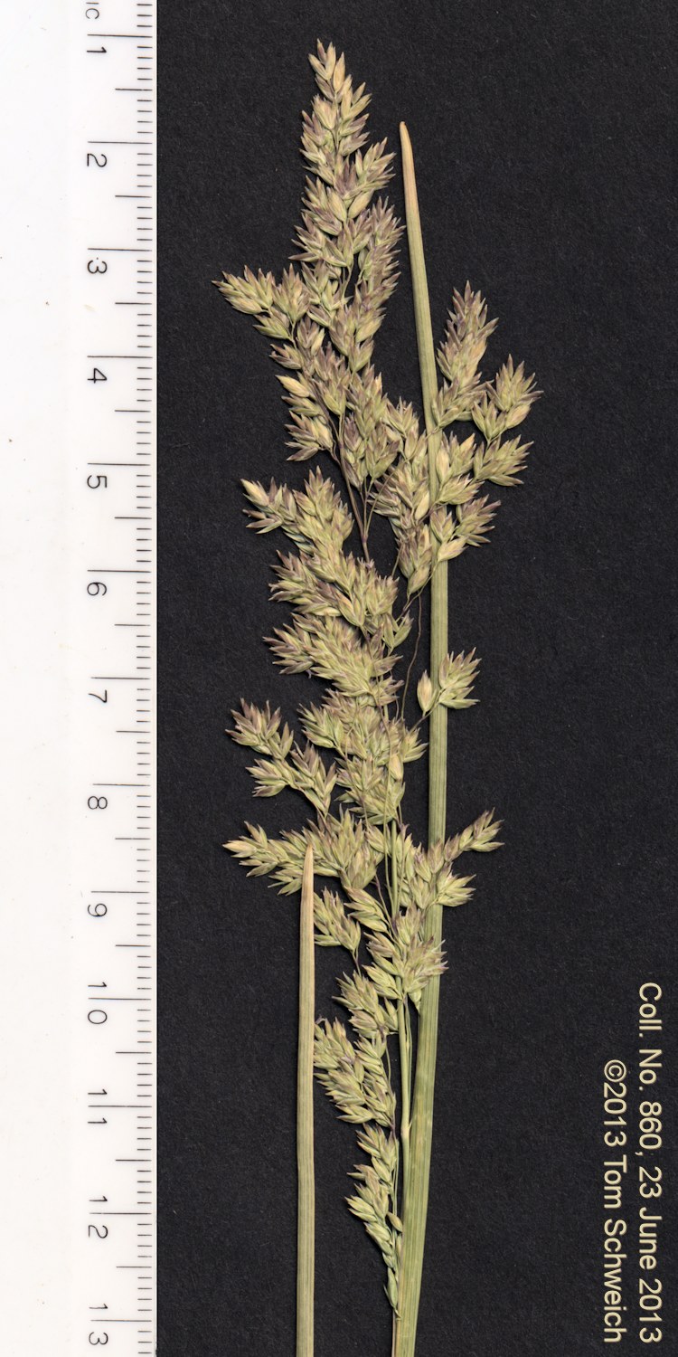 Poaceae Poa pratensis pratensis