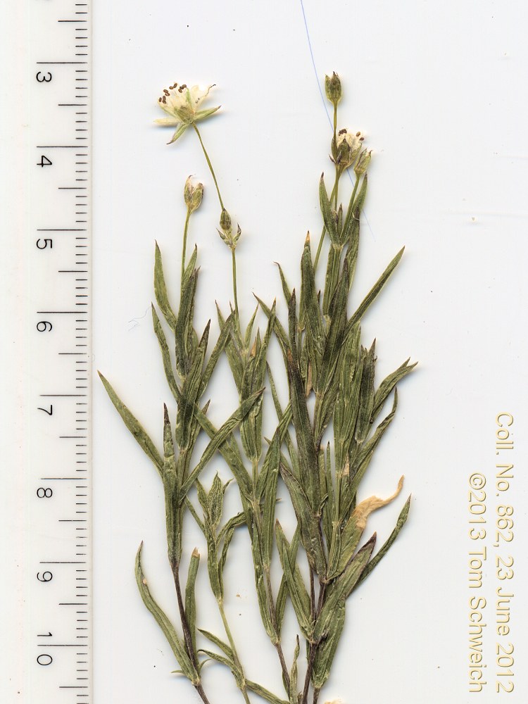 Caryophyllaceae Stellaria longipes longipes