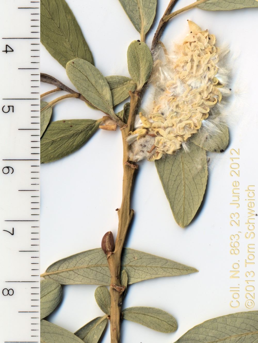 Salicaceae Salix geyeriana