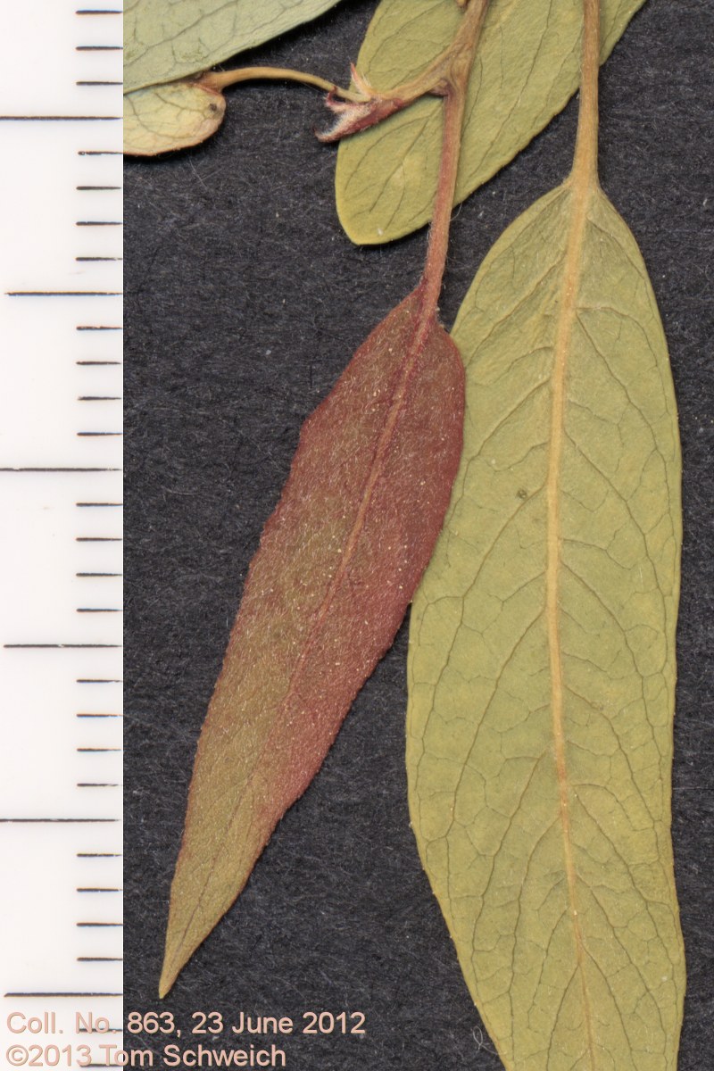Salicaceae Salix geyeriana