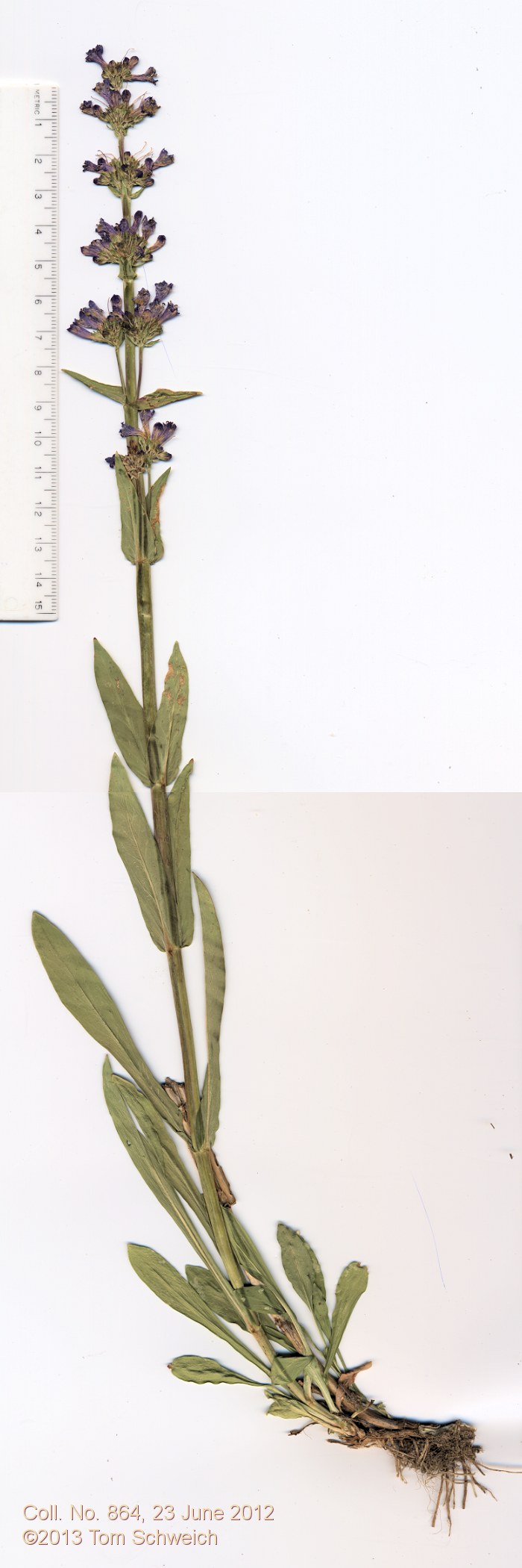 Plantaginaceae Penstemon rydbergii oreocharis