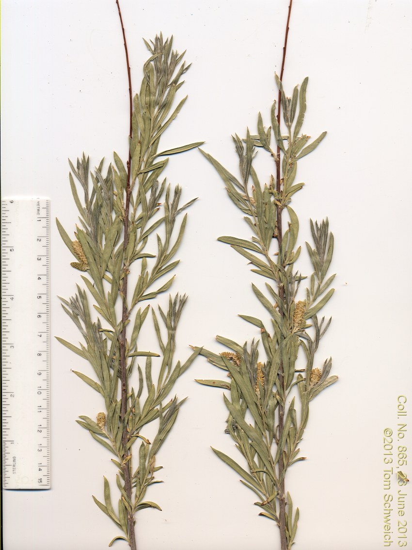 Salicaceae Salix exigua exigua