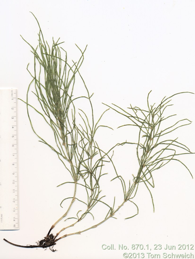 Equisetaceae Equisetum arvense