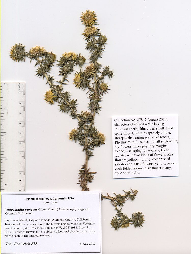 Asteraceae Centromadia pungens pungens