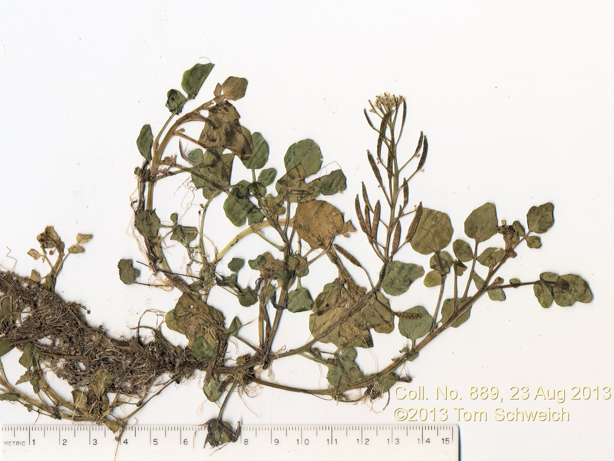 Brassicaceae Nasturtium officiniale