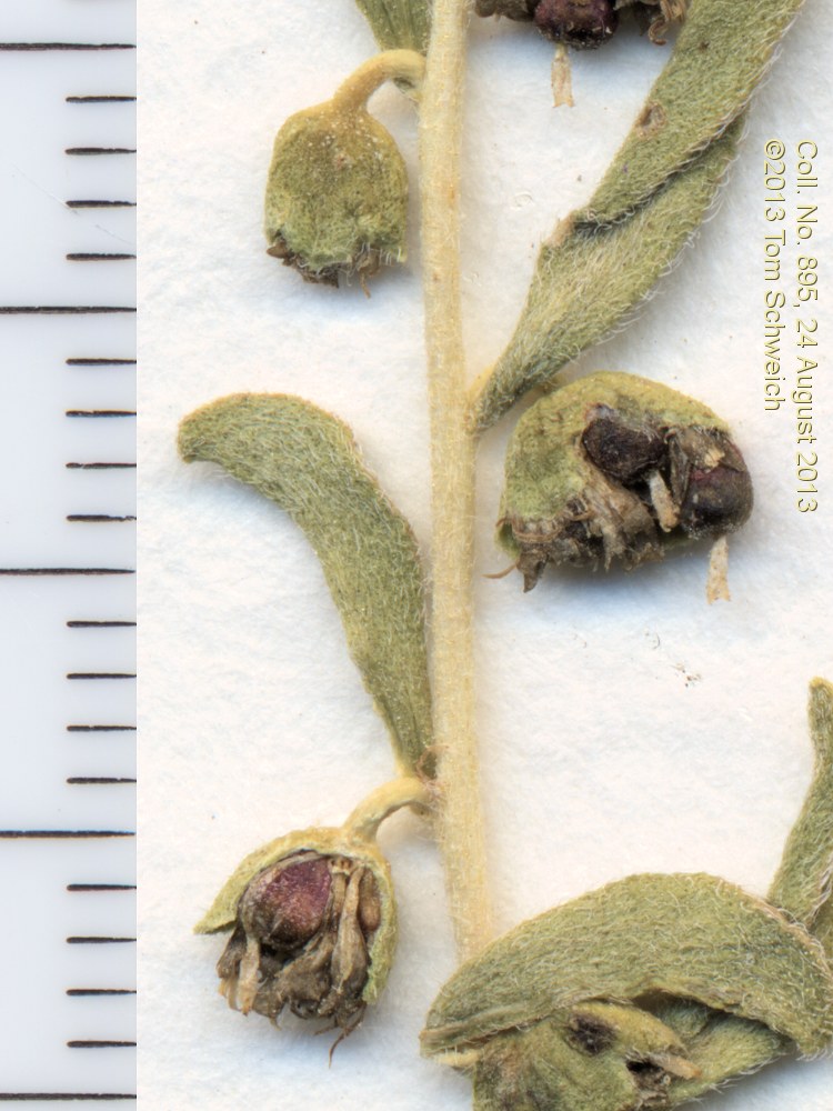 Asteraceae Iva axillaris