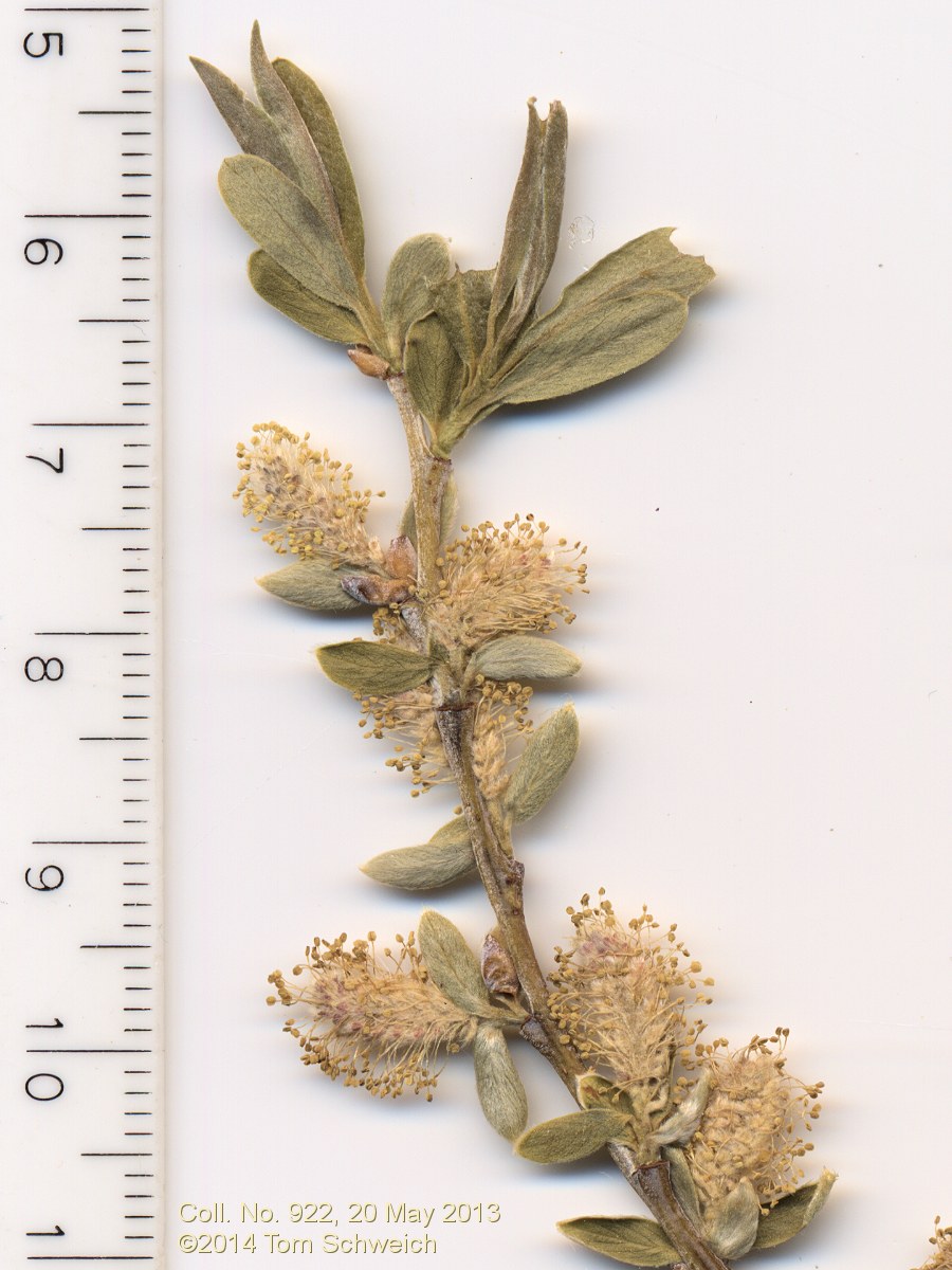 Salicaceae Salix