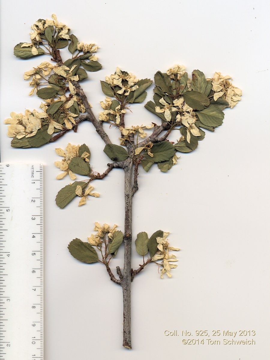 Rosaceae Amelanchier utahensis