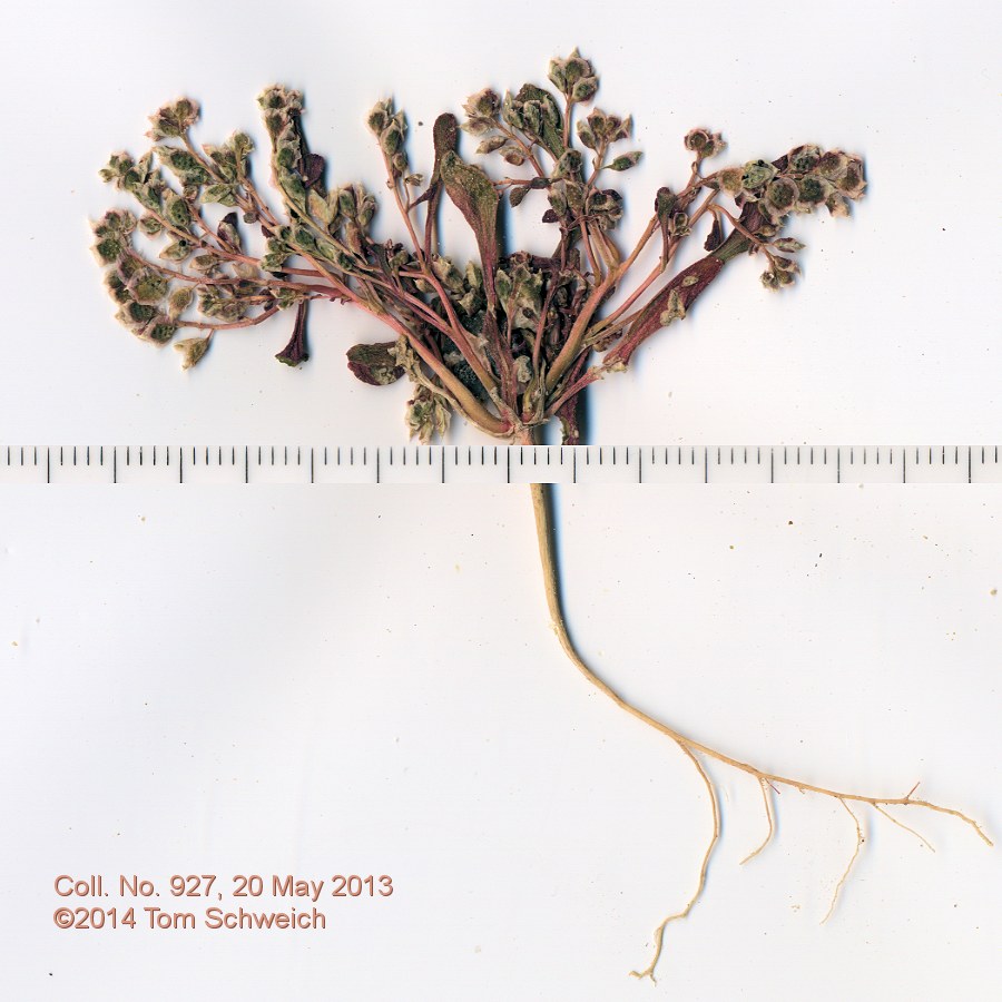 Montiaceae Calyptridium roseum
