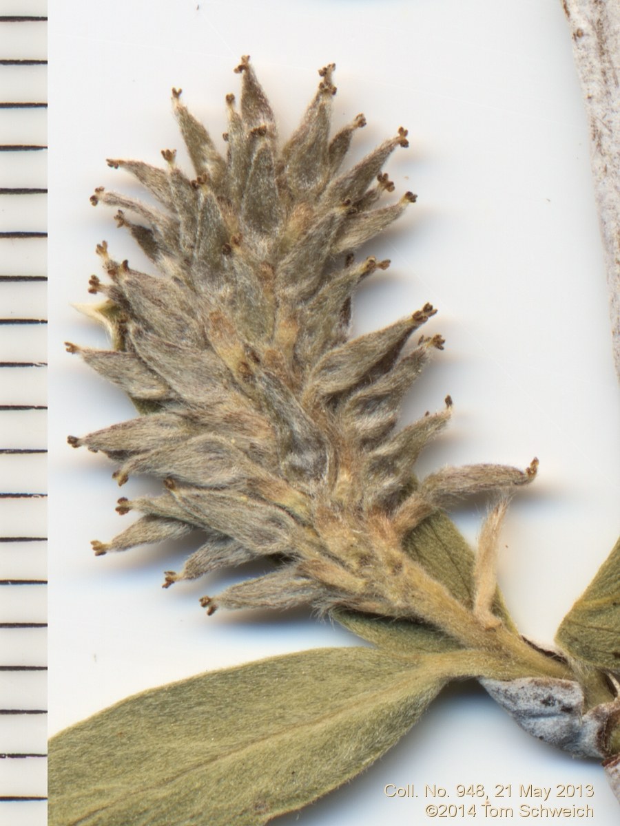 Salicaceae Salix geyeriana