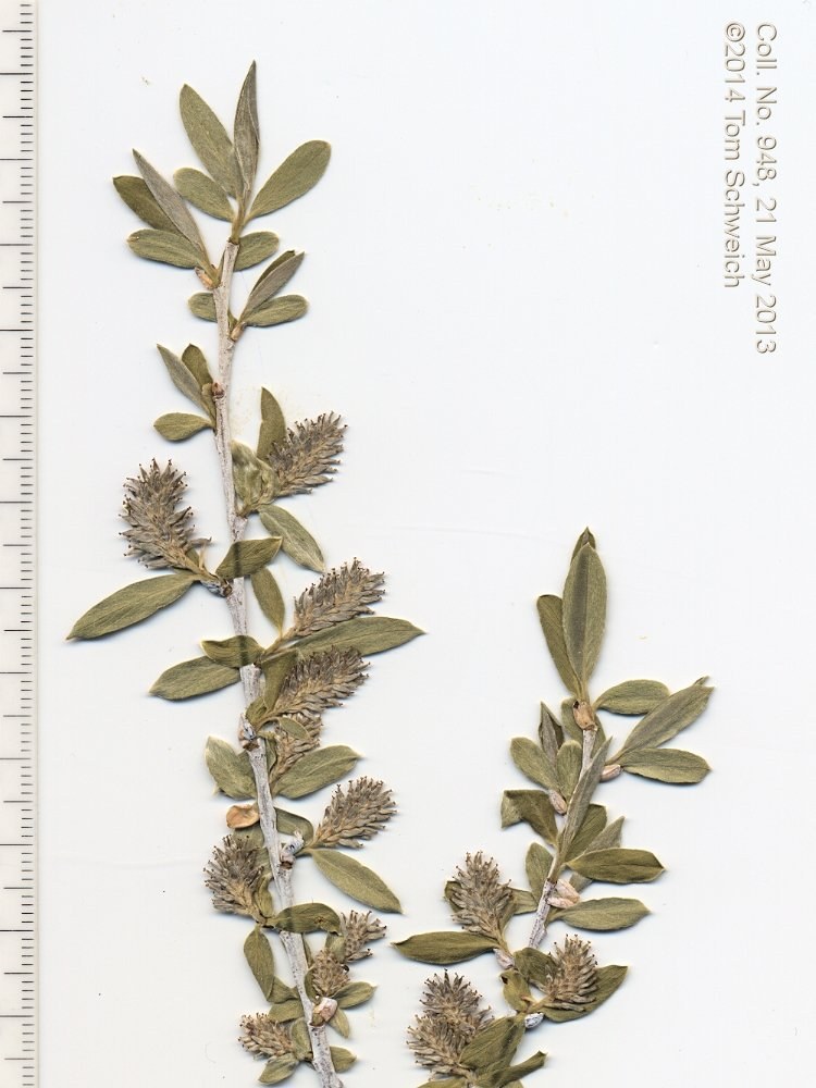 Salicaceae Salix geyeriana