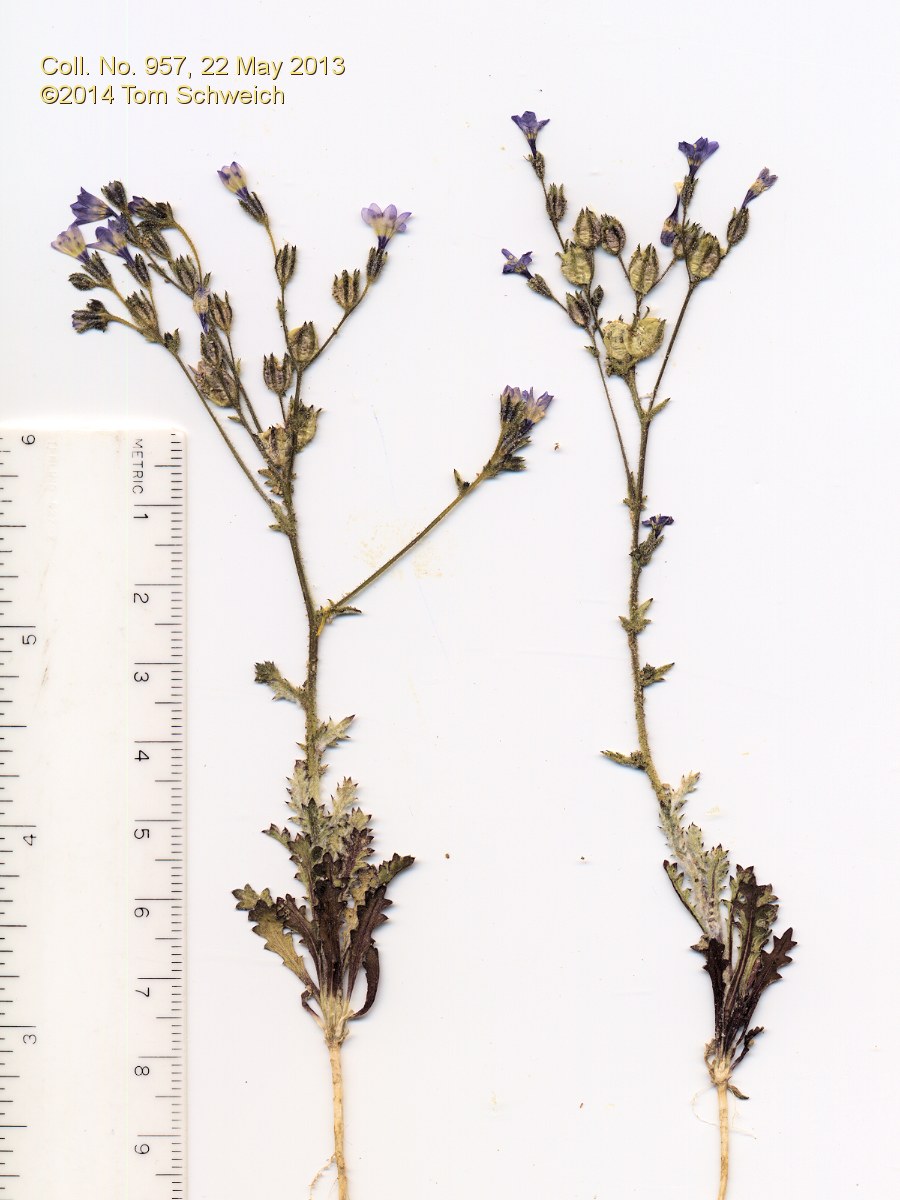 Polemoniaceae Gilia brecciarum brecciarum