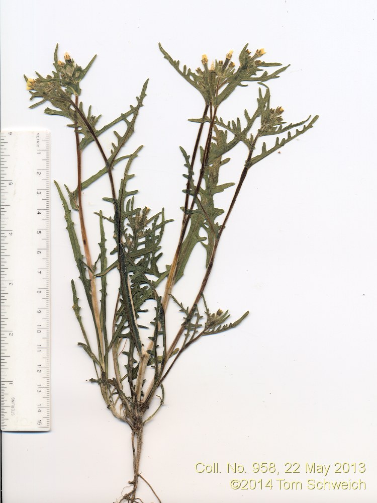 Loasaceae Mentzelia albicaulis