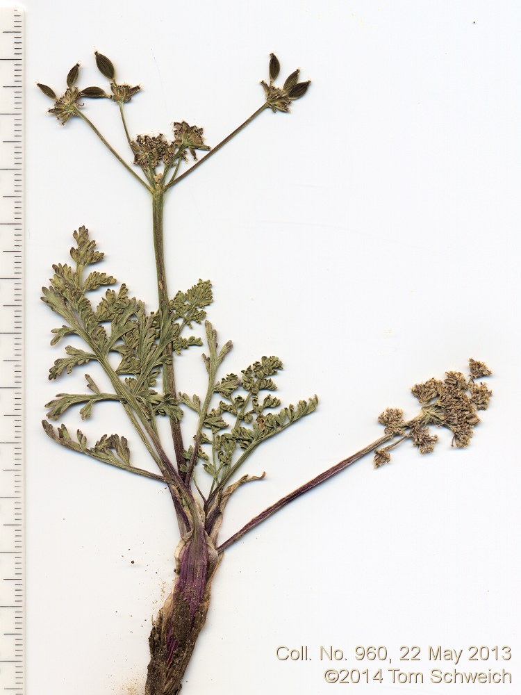 Apiaceae Lomatium nevadense nevadense