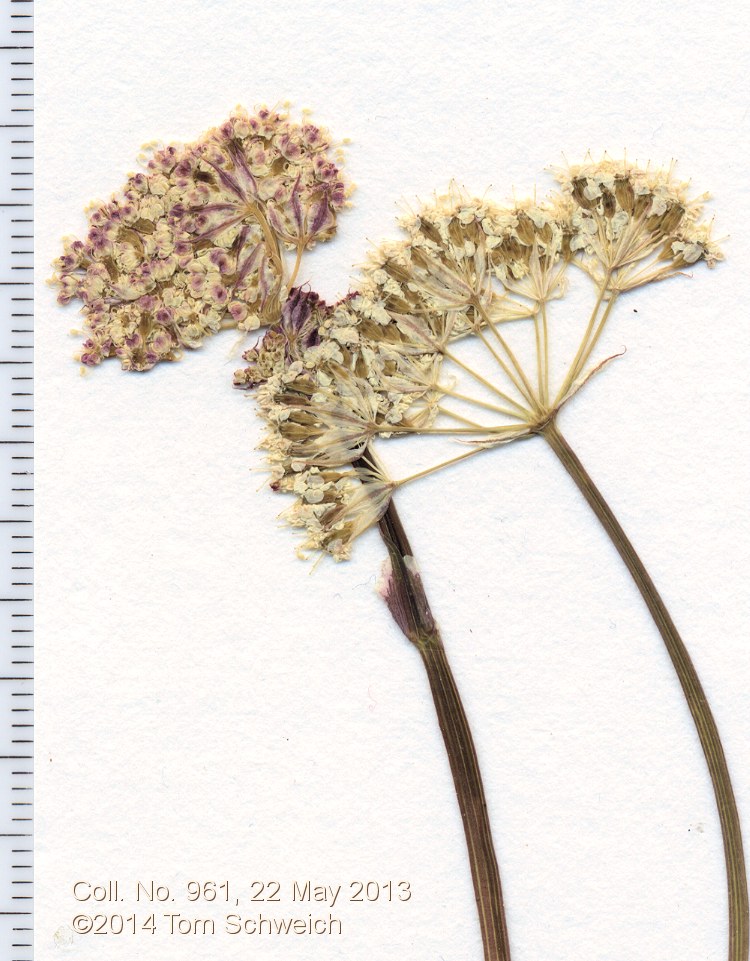 Apiaceae Perideridia bolanderi bolanderi
